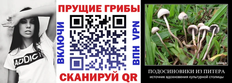 Галлюциногенные грибы Psilocybine cubensis  МЕГА ONION  Правдинск 
